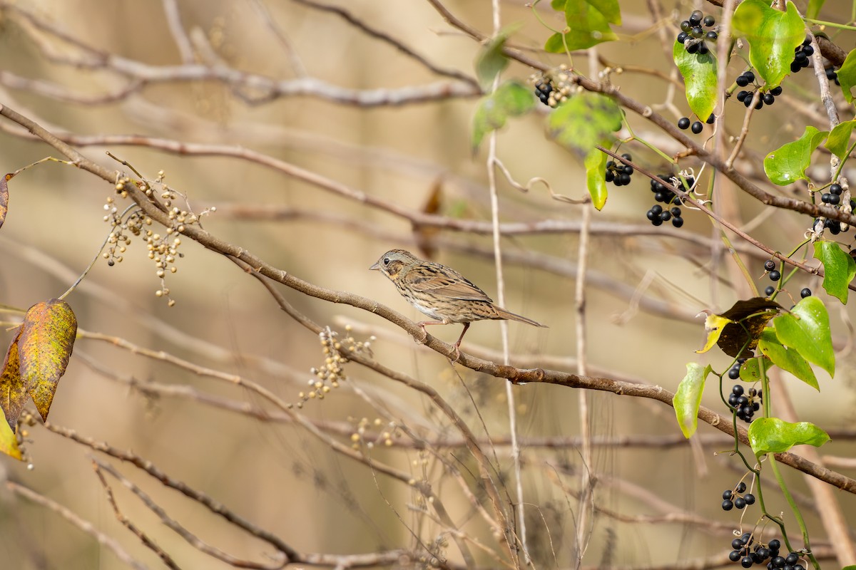 ヒメウタスズメ - ML646869180