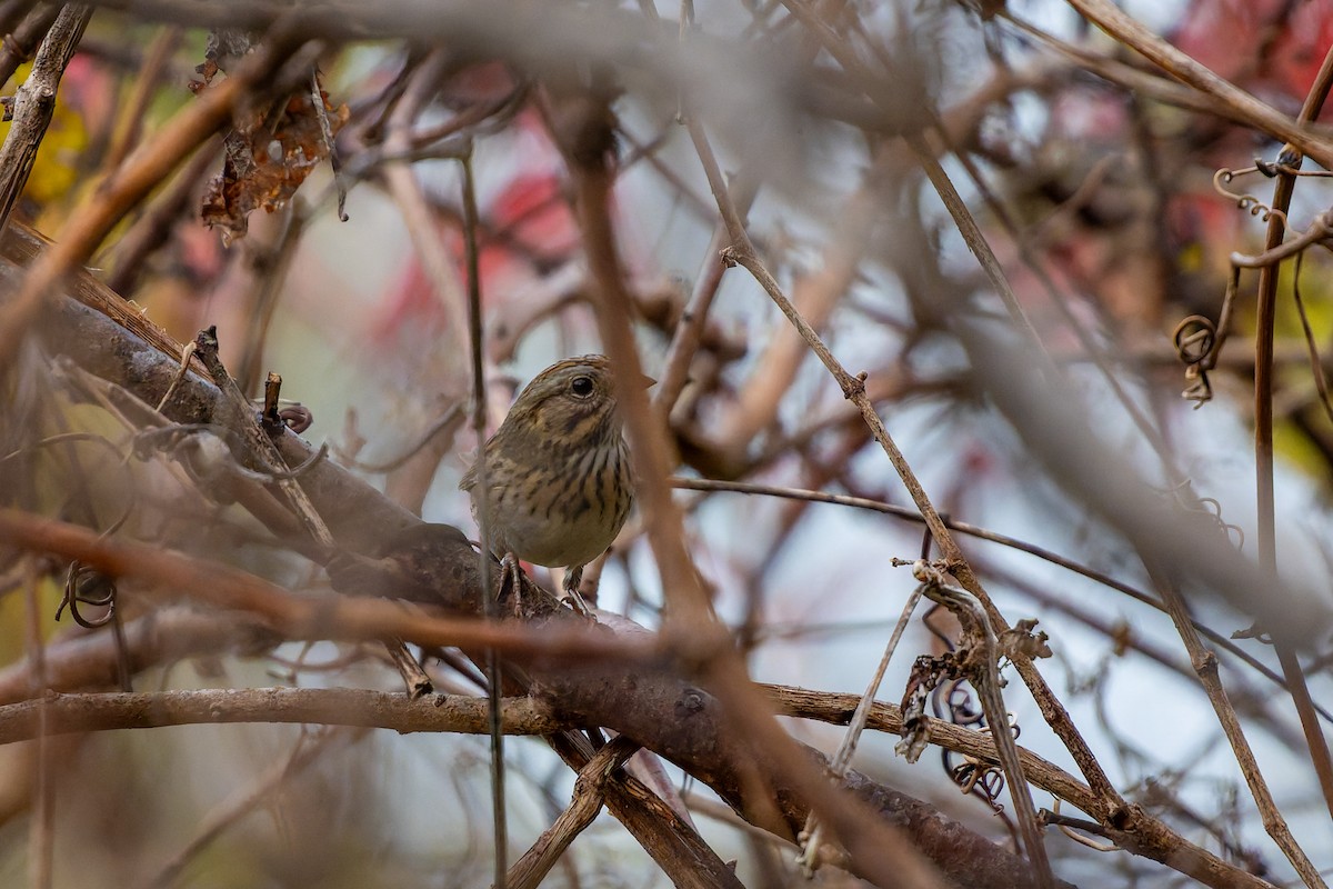 ヒメウタスズメ - ML646869181
