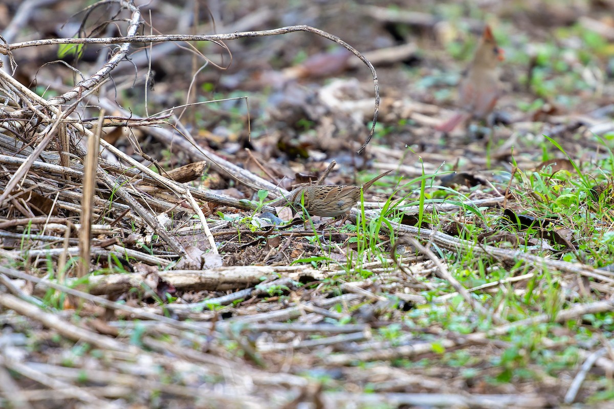 ヒメウタスズメ - ML646869182