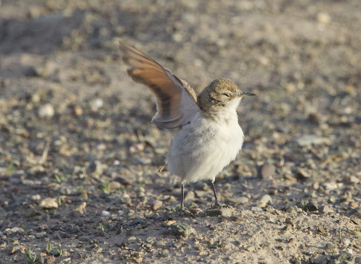 Puna Miner - ML646869184