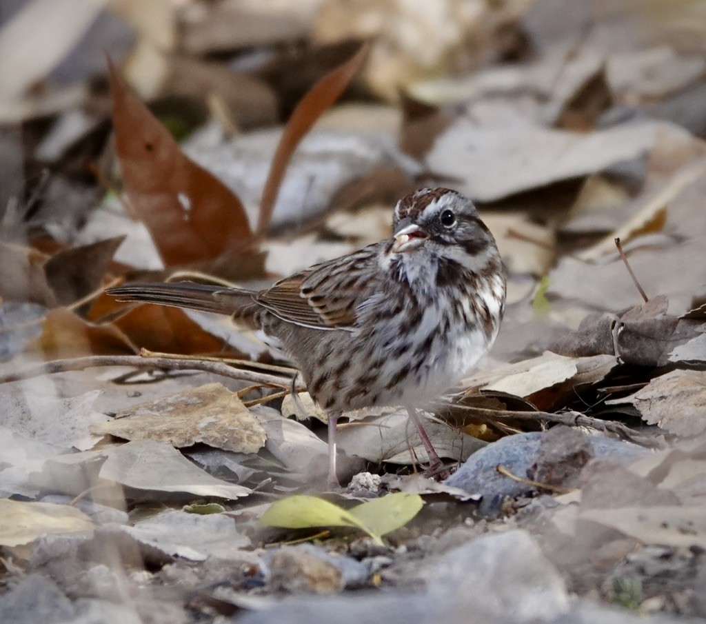 Song Sparrow (montana/merrilli) - ML646869191