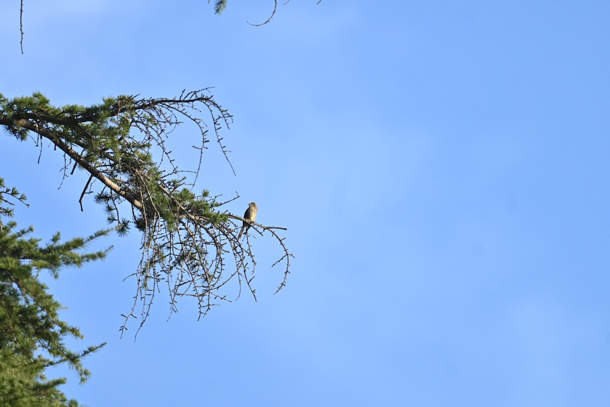 Greater Pewee - ML646869193