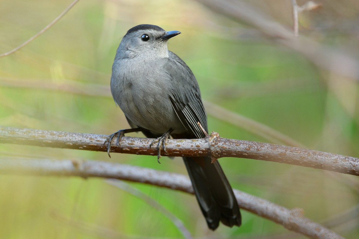 Gray Catbird - ML646869195