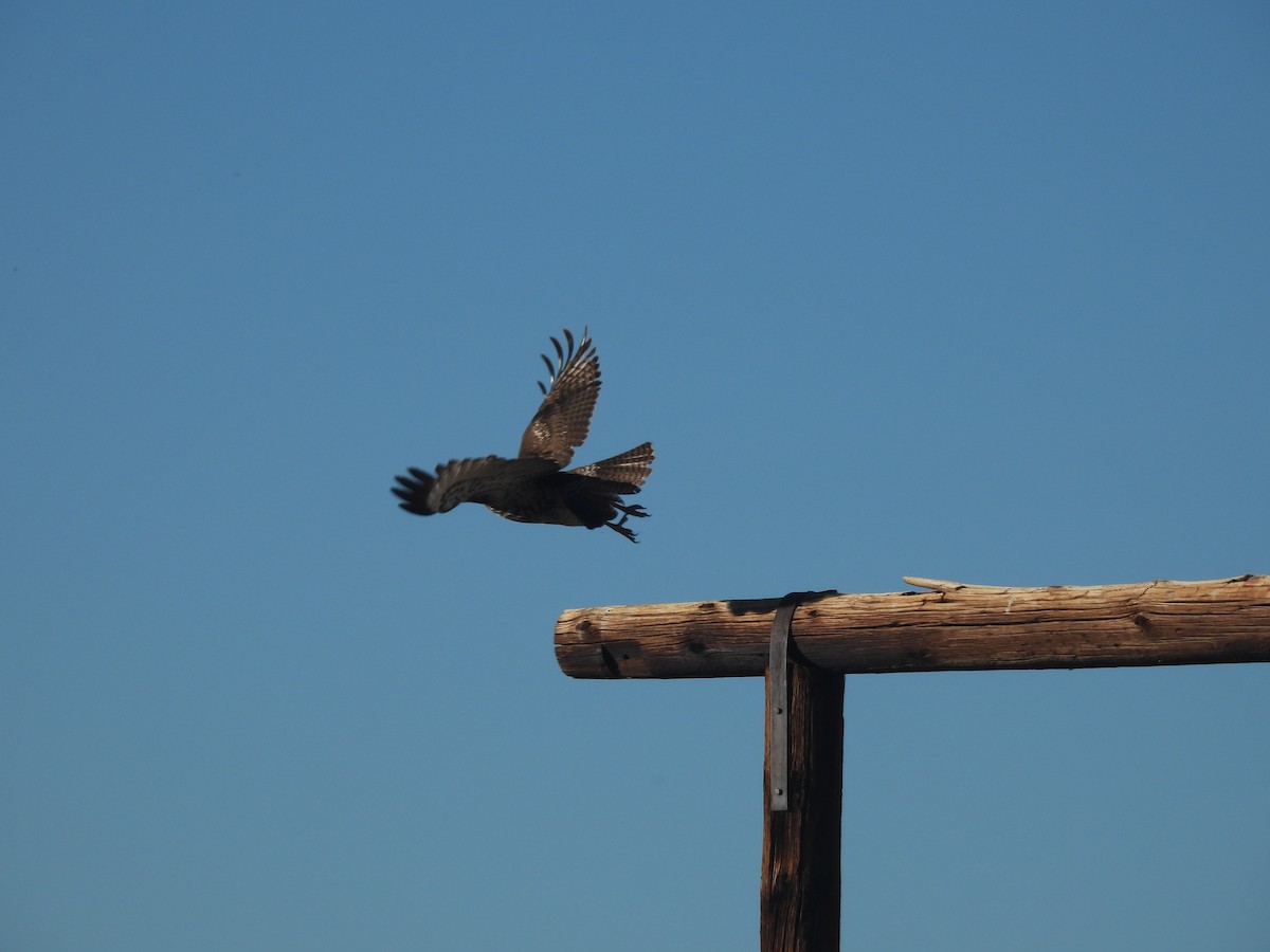 Busardo Colirrojo - ML646869196