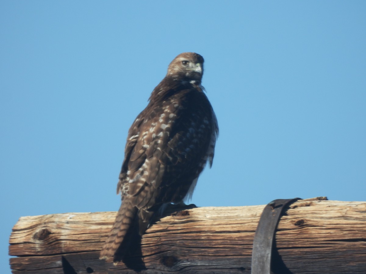 Busardo Colirrojo - ML646869197