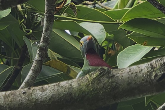 Тілопо червоноволий - ML646869199