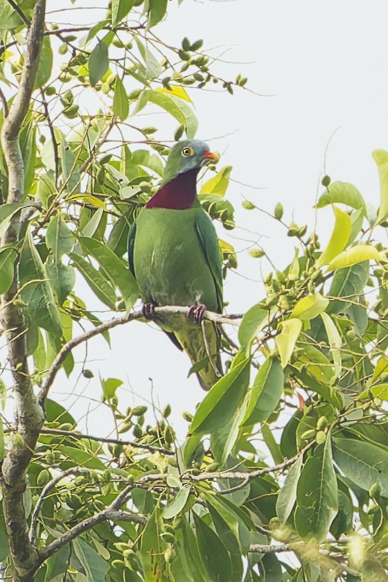 Тілопо червоноволий - ML646869200