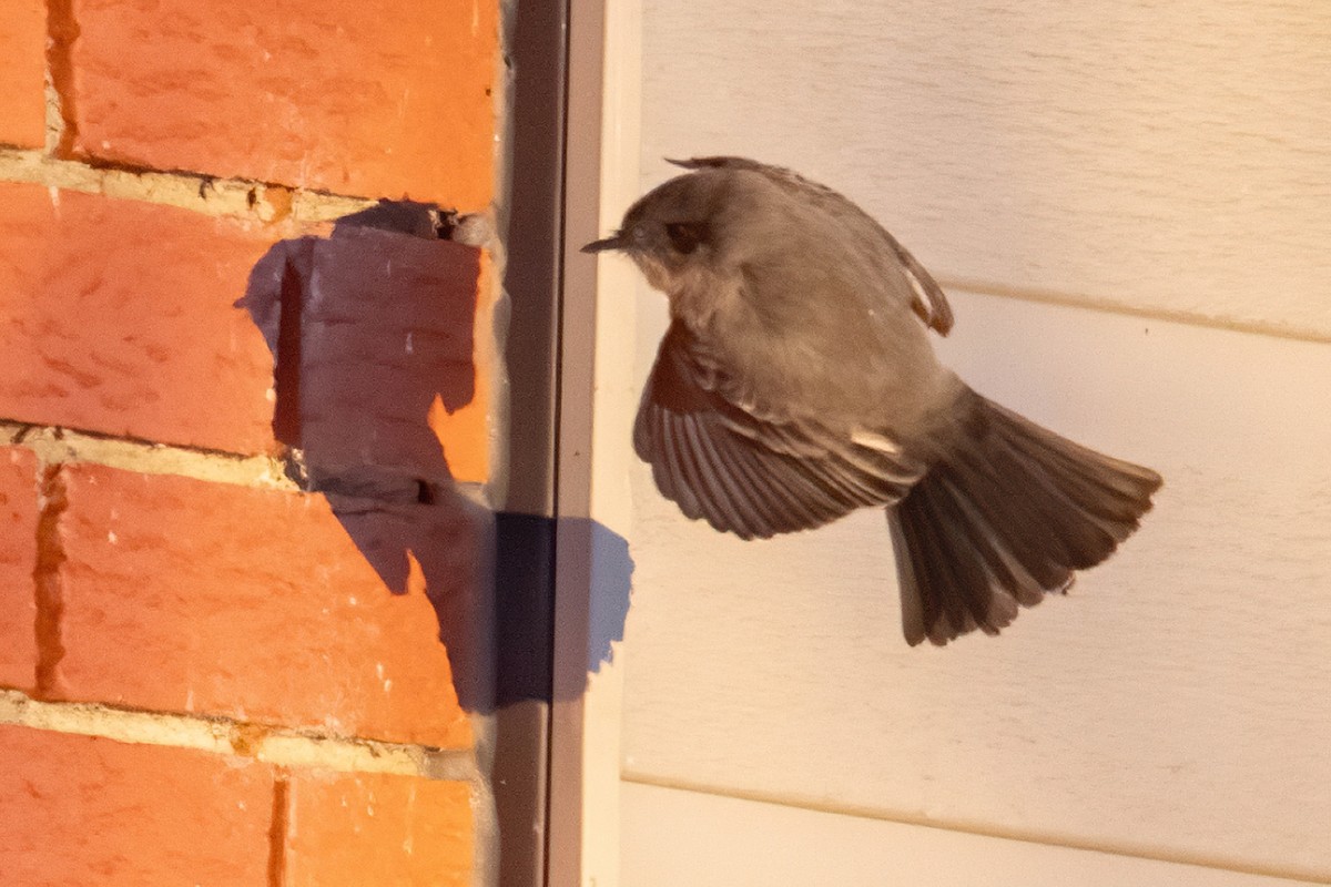eBird Checklist - 7 Dec 2025 - chemin frank melbourne qc - 4 species