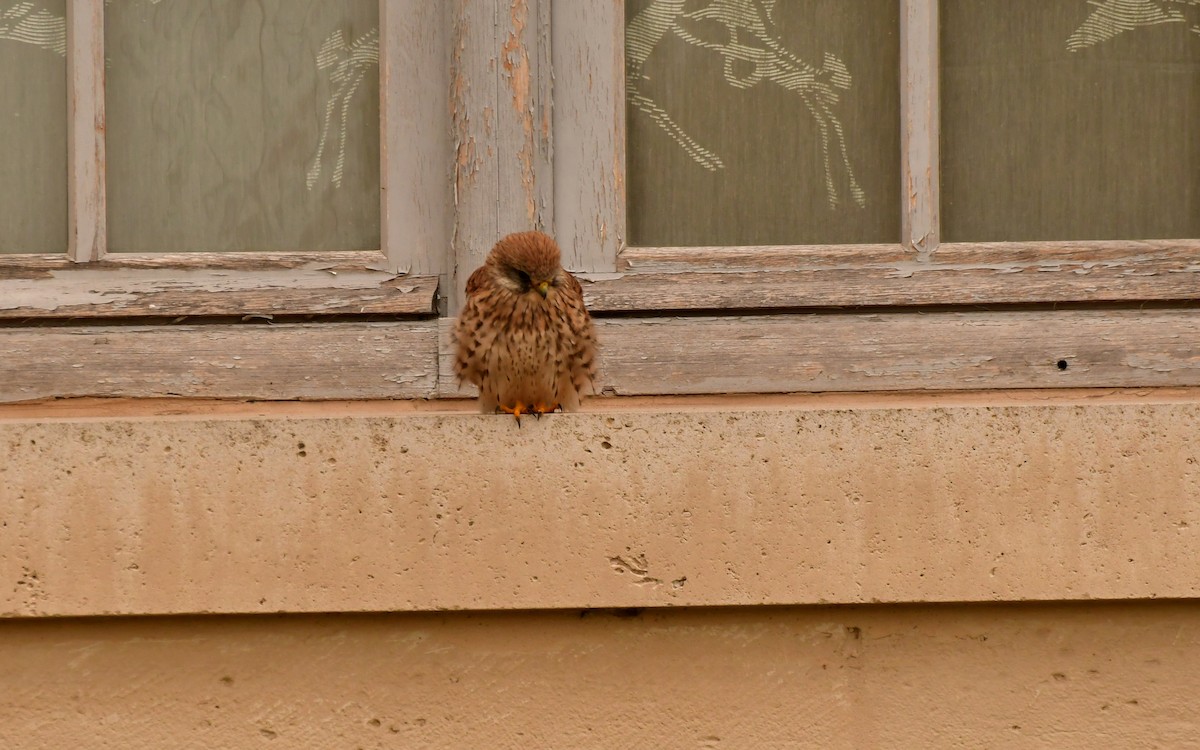 tårnfalk - ML646869213