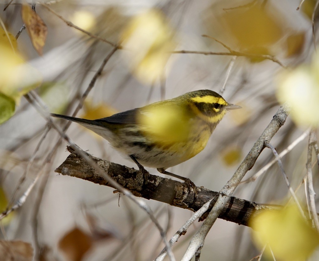Townsend's Warbler - ML646869218