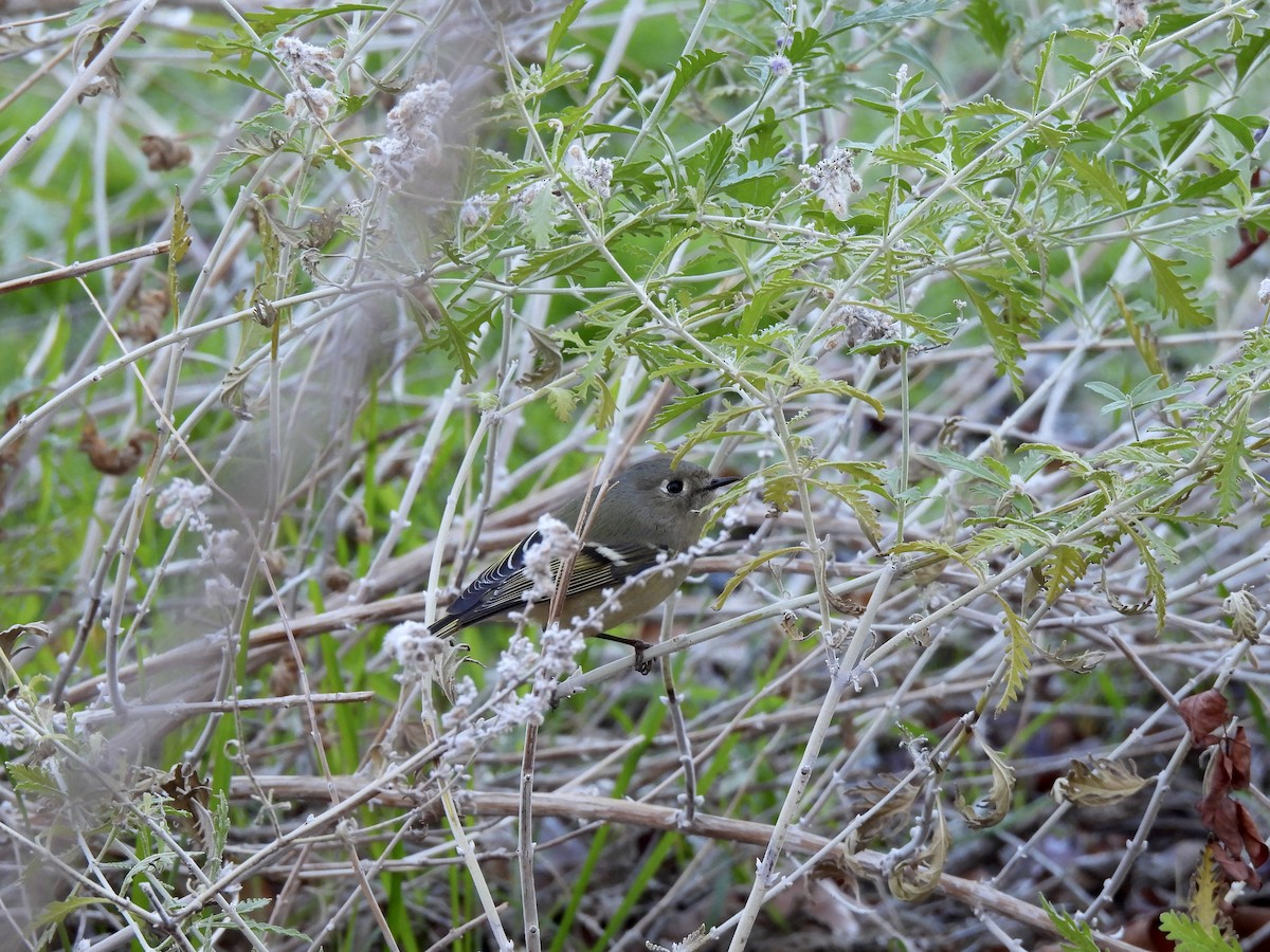 Ruby-crowned Kinglet - ML646869219
