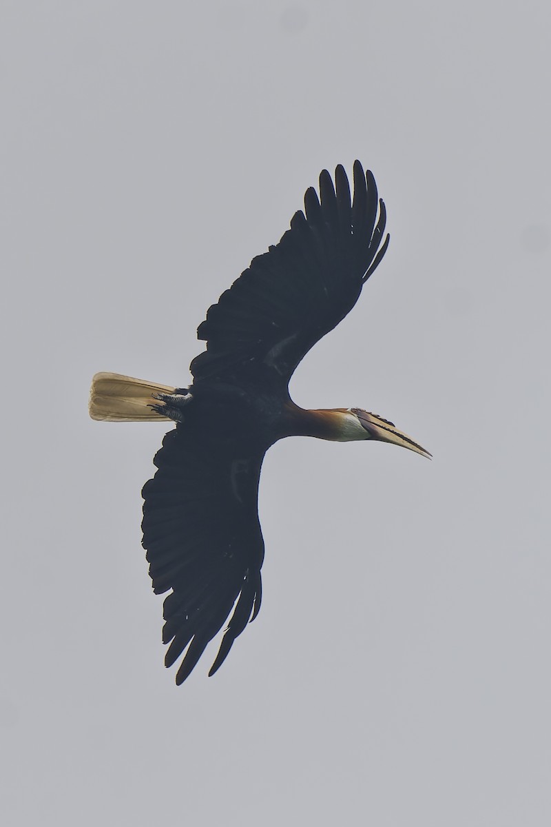 Blyth's Hornbill - ML646869225