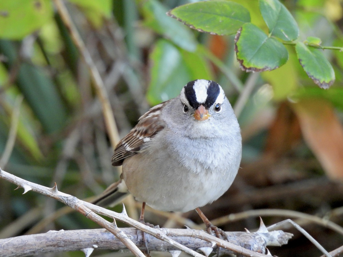 Chingolo Coroniblanco - ML646869234