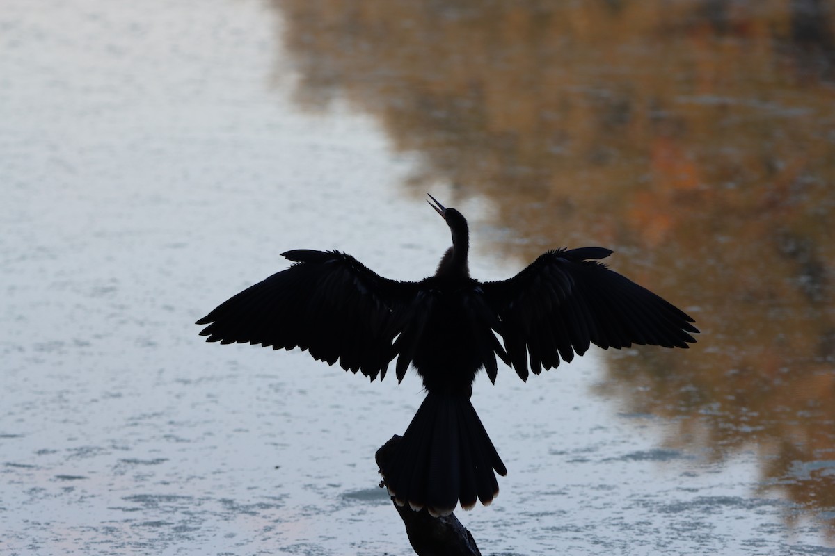 Anhinga - ML646869235