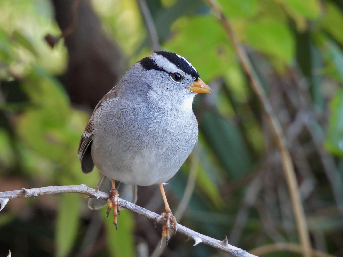 Chingolo Coroniblanco - ML646869236