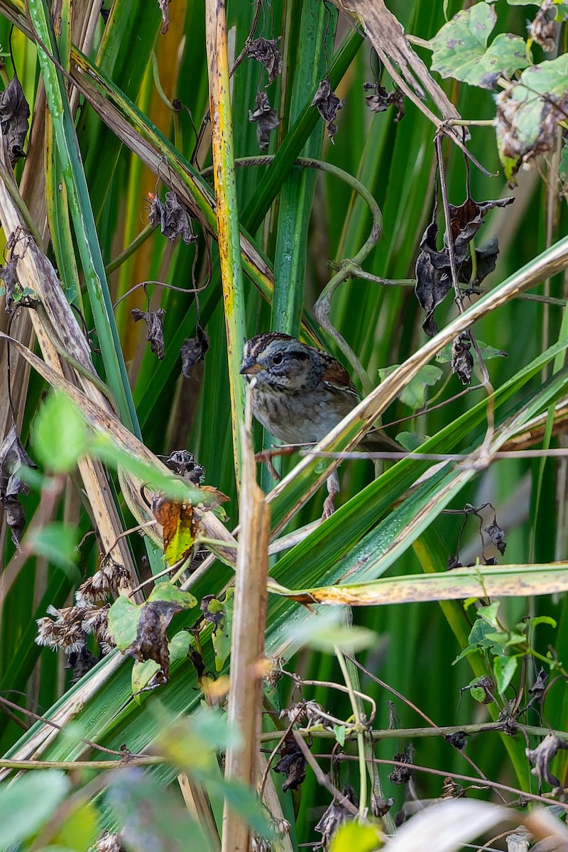 Swamp Sparrow - ML646869238