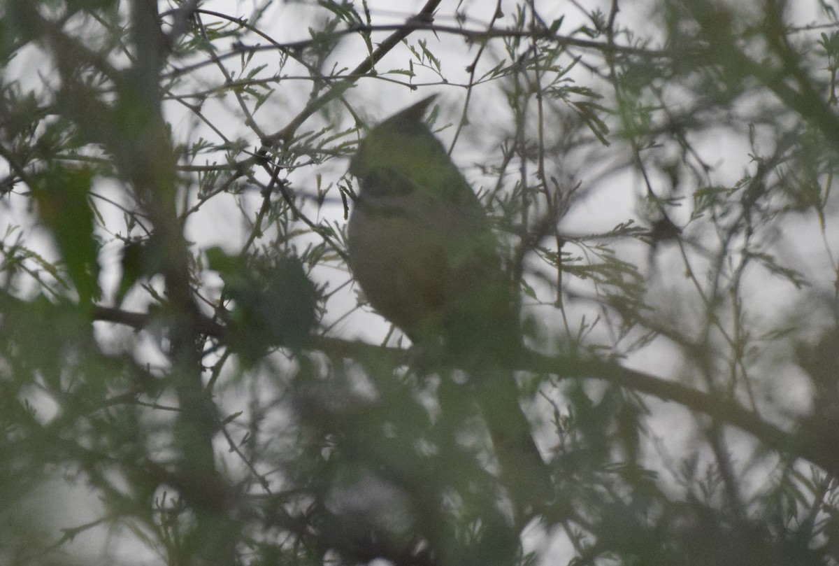Cardinal pyrrhuloxia - ML646869239