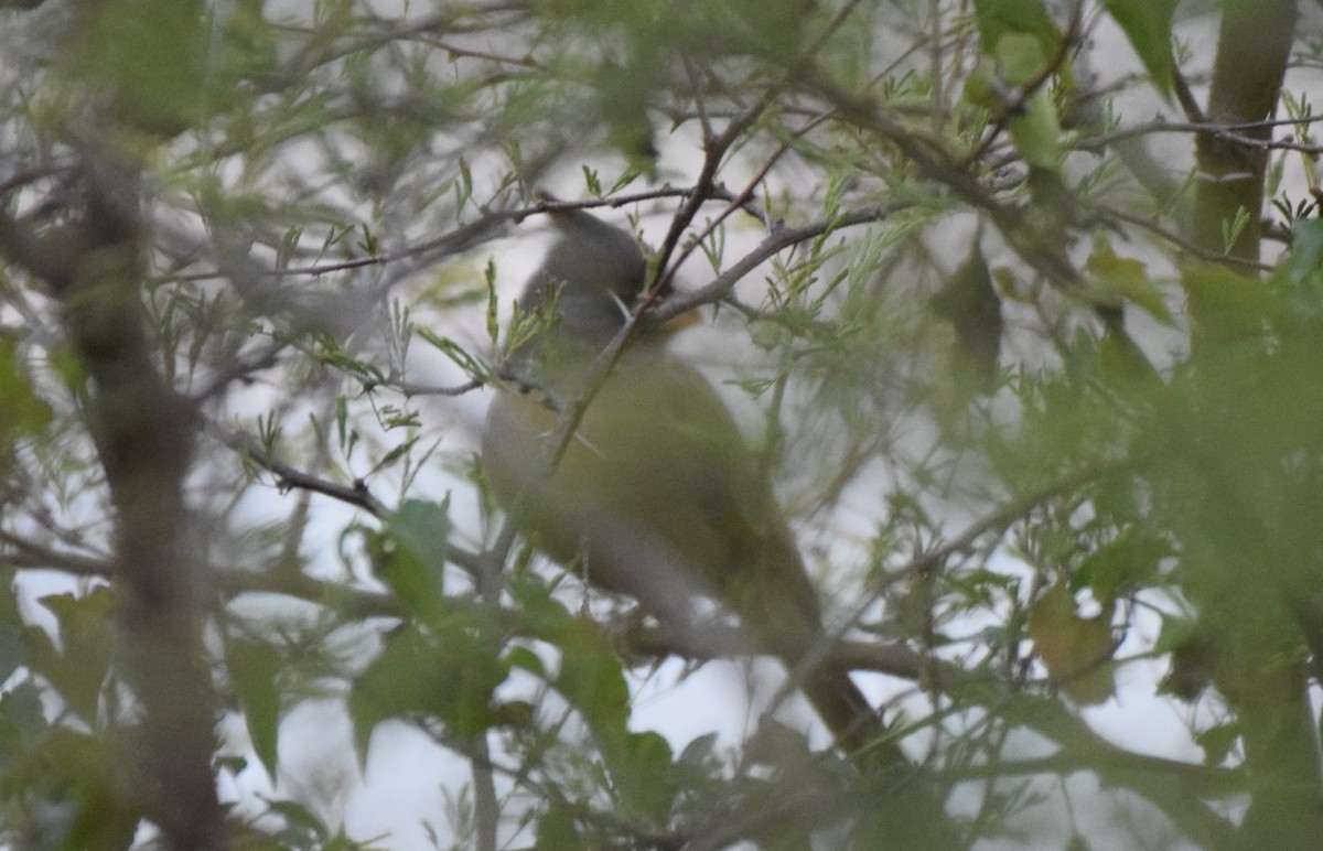 Cardinal pyrrhuloxia - ML646869240
