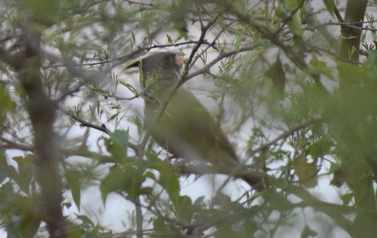 Cardinal pyrrhuloxia - ML646869241