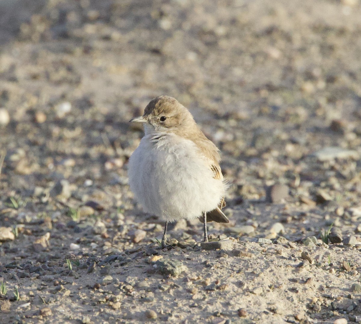 Puna Miner - ML646869242