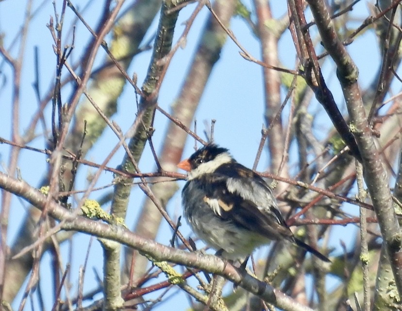 Dominikanerwitwe - ML646869243