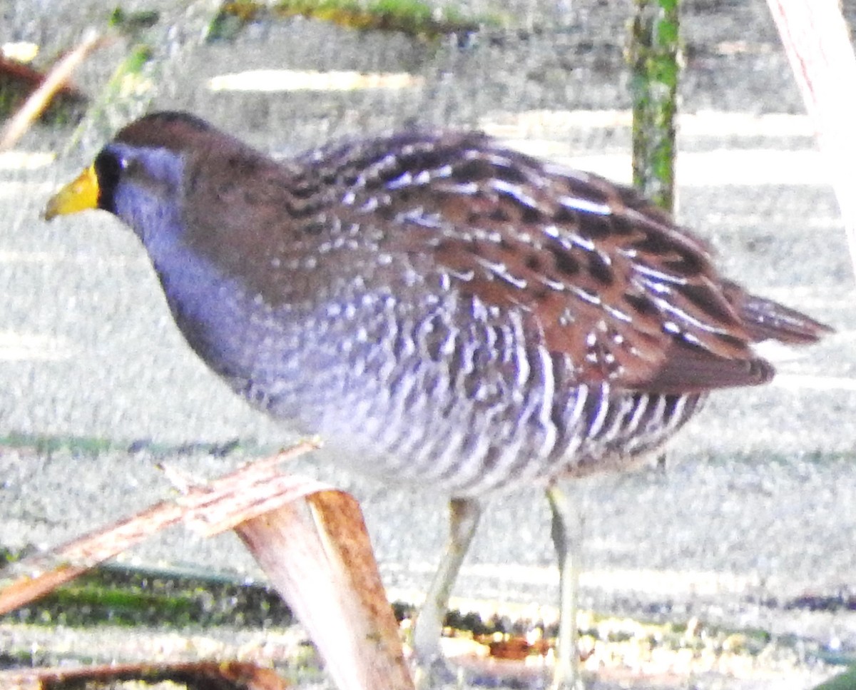 Polluela Sora - ML646869244