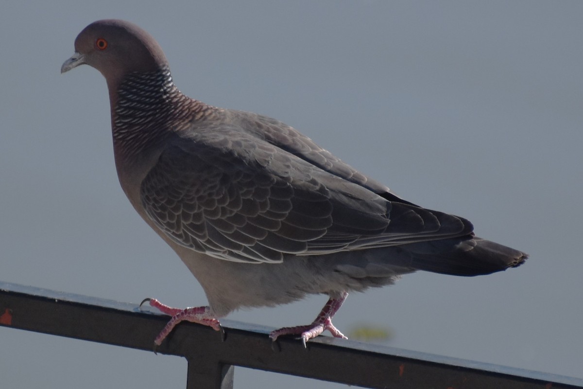 Picazuro Pigeon - ML646869247