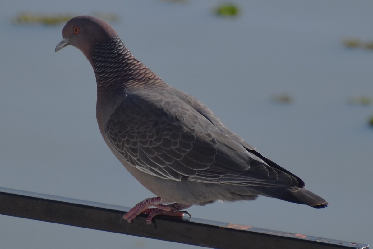 Picazuro Pigeon - ML646869248