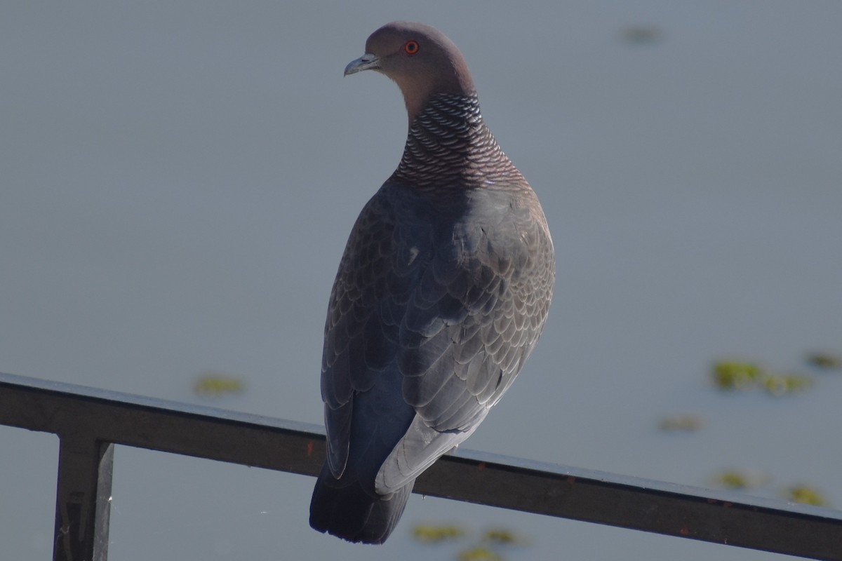 Picazuro Pigeon - ML646869249