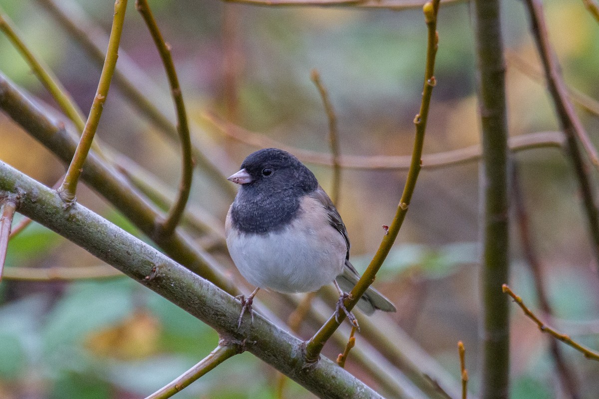 Dark-eyed Junco (Oregon) - ML646869255