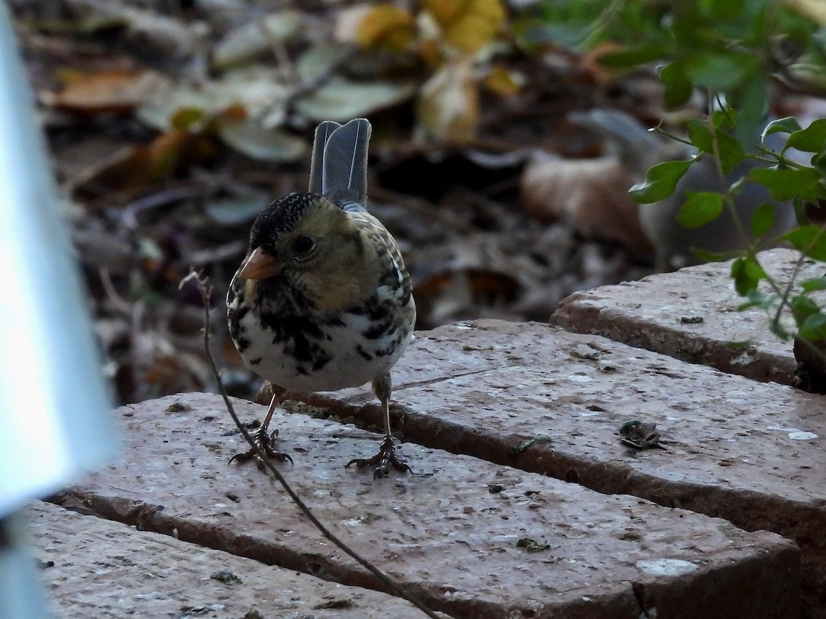 Бруант північний - ML646869256