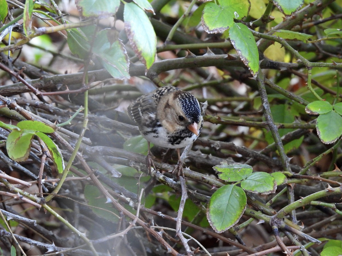 Бруант північний - ML646869257