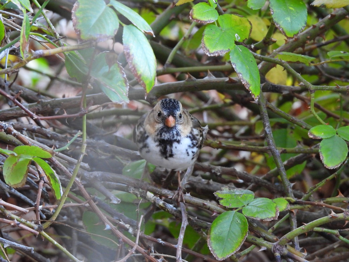 Бруант північний - ML646869258