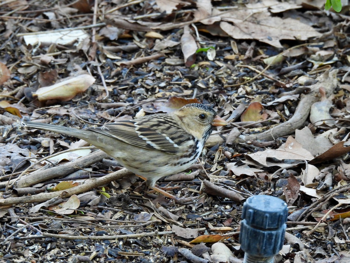 Бруант північний - ML646869259