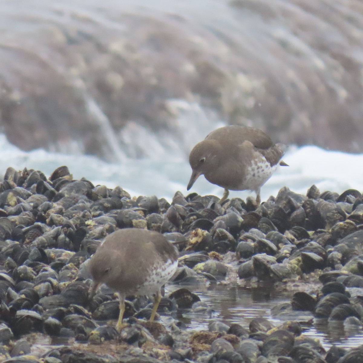 Surfbird - ML646869262