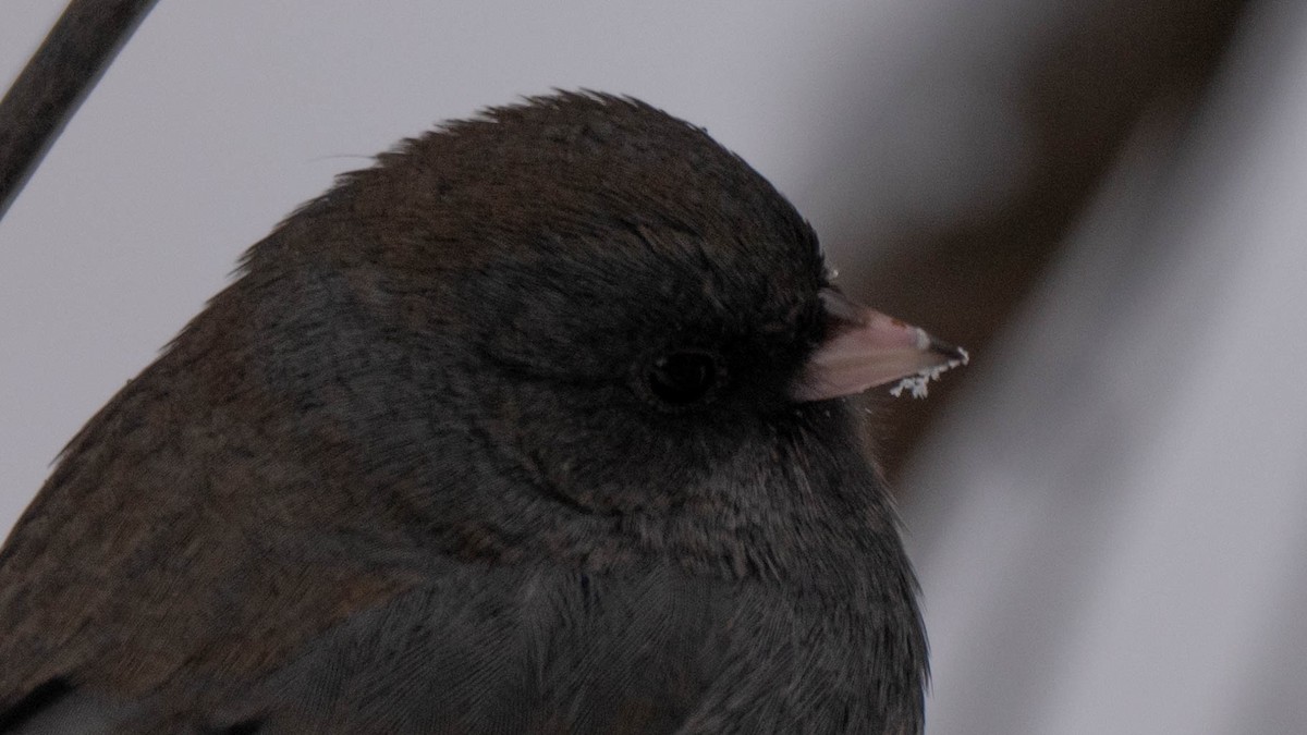 Dark-eyed Junco - ML646869267