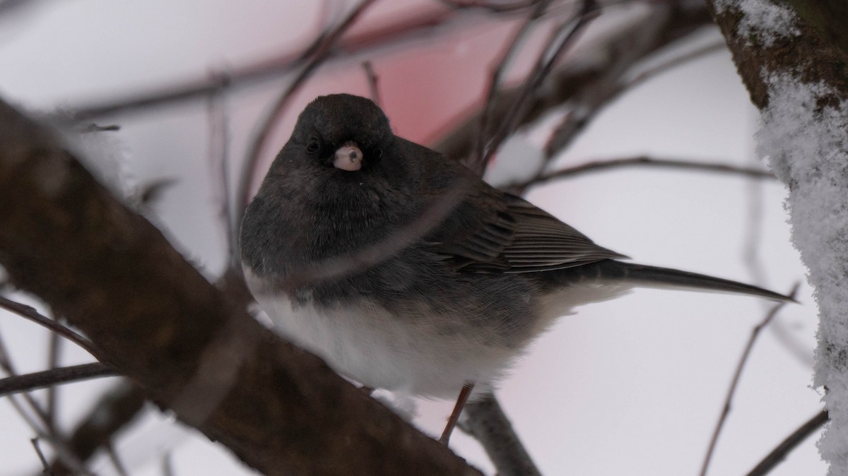 Dark-eyed Junco - ML646869268