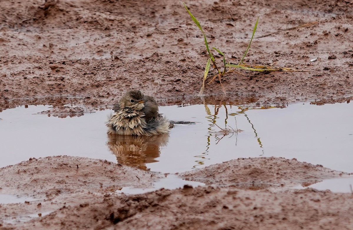 American Pipit - ML646869272