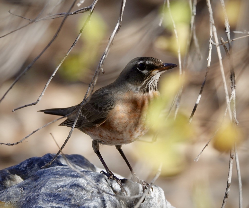 קיכלי נודד - ML646869273