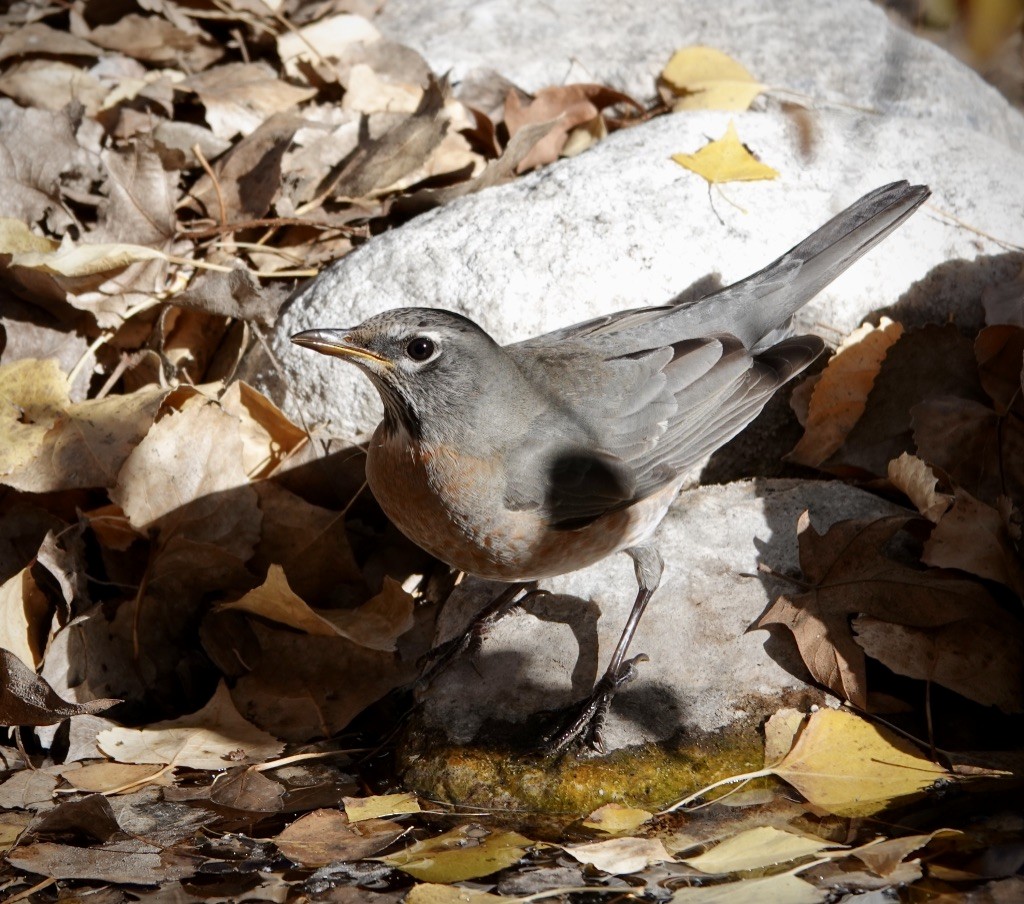 קיכלי נודד - ML646869274