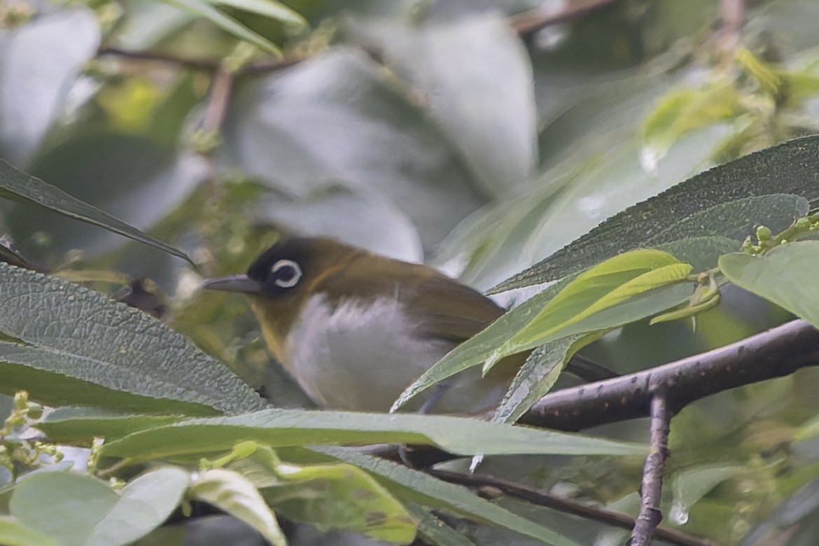 Seram White-eye - ML646869276