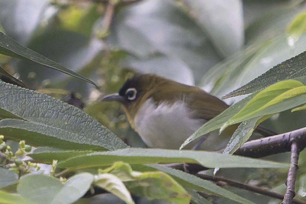 Seram White-eye - ML646869277