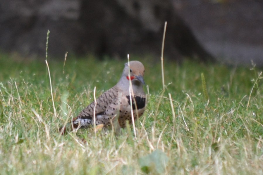 Northern Flicker - ML646869279