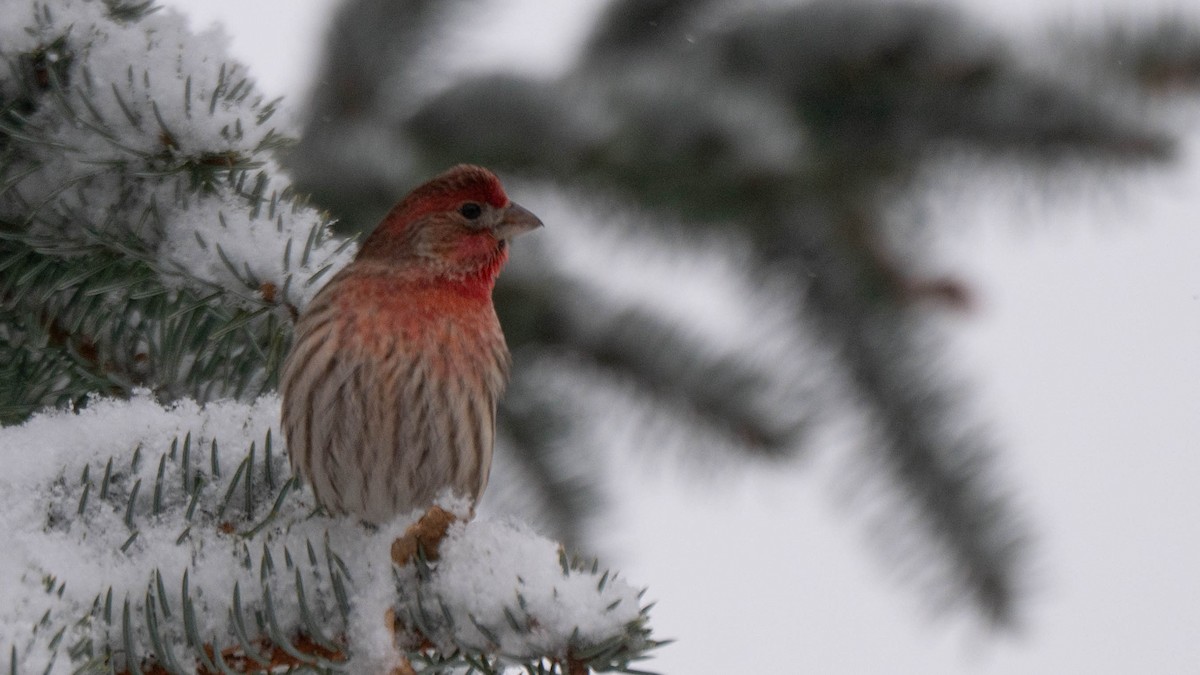 House Finch - ML646869281