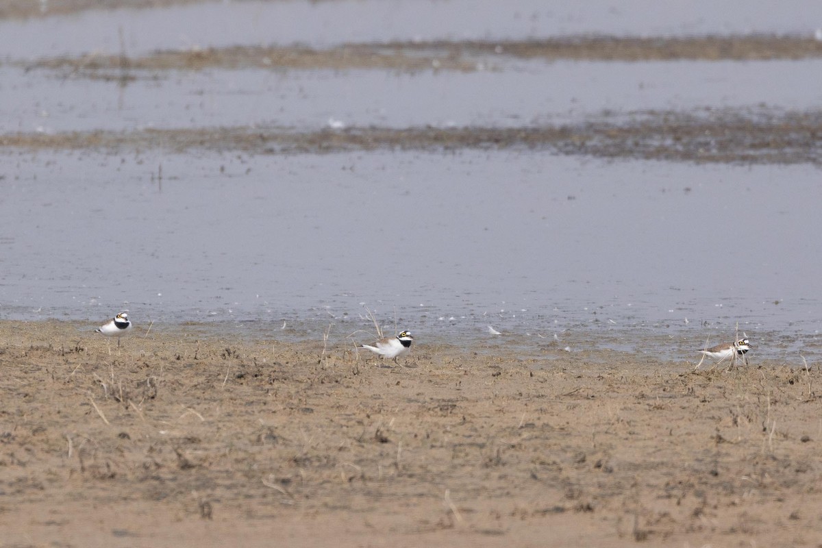 Little Ringed Plover - ML646869282
