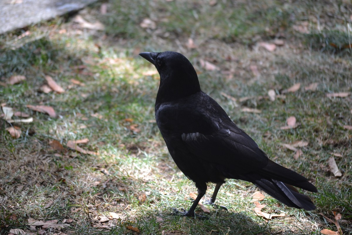 American Crow - ML646869284