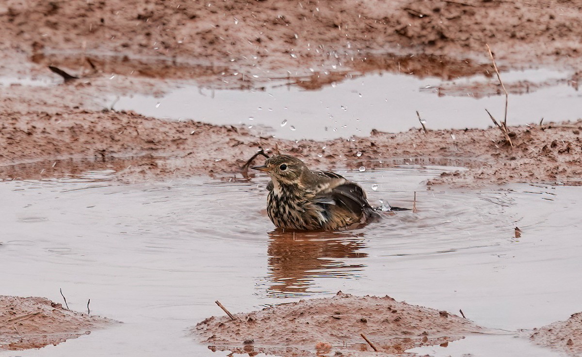 American Pipit - ML646869285