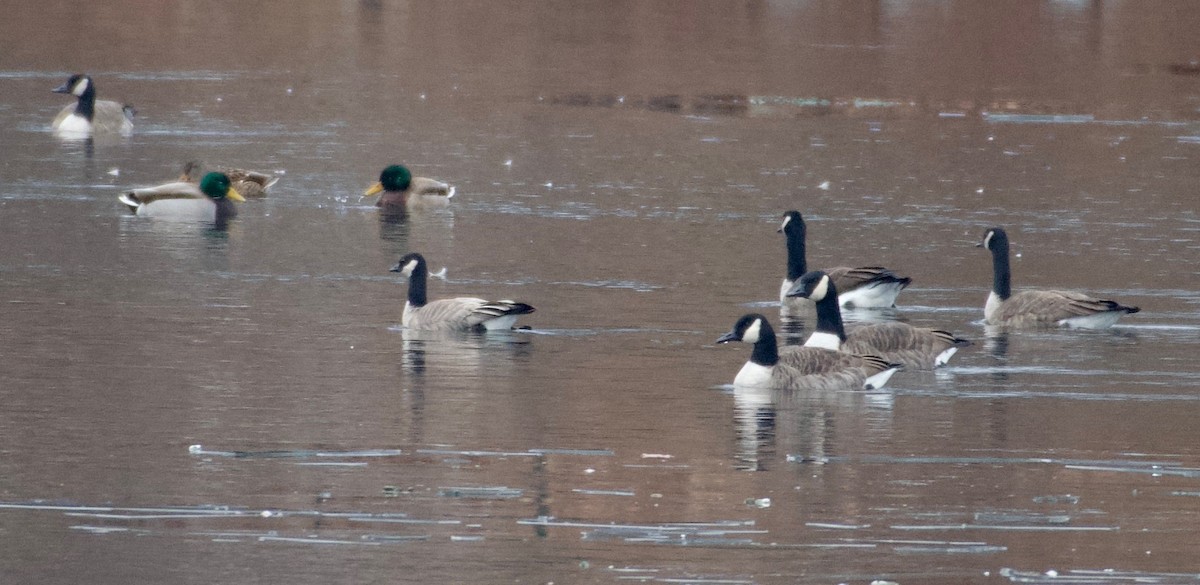 小加拿大雁 - ML646869286