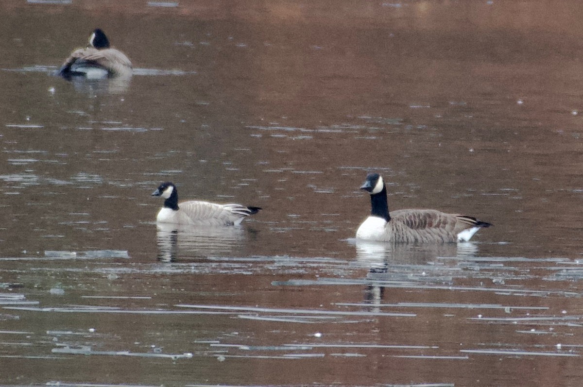 小加拿大雁 - ML646869287