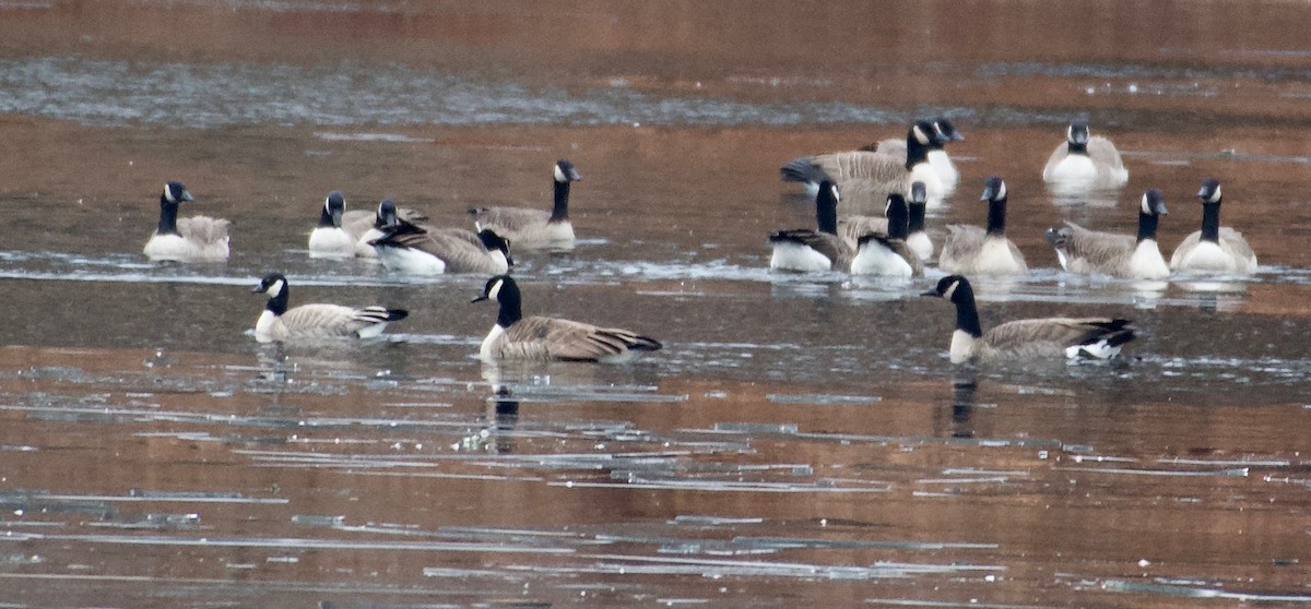 小加拿大雁 - ML646869288